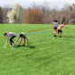 Multi-Way Tug-of-War Game