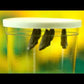 Butterfly Garden with Voucher