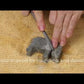 PLP-Video