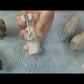 PLP-Video